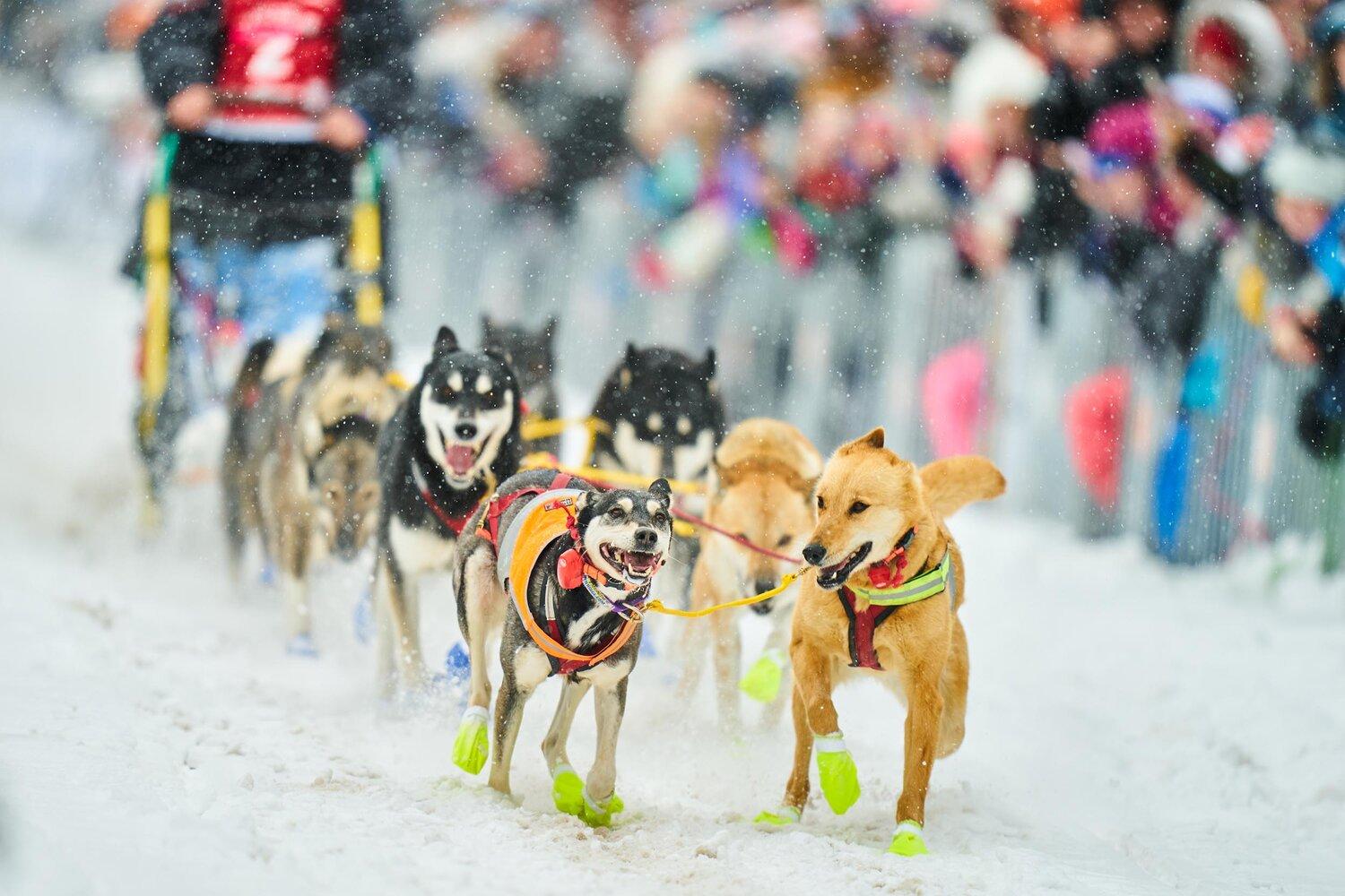 Sled Dogs Wallpapers Top Free Sled Dogs Backgrounds WallpaperAccess