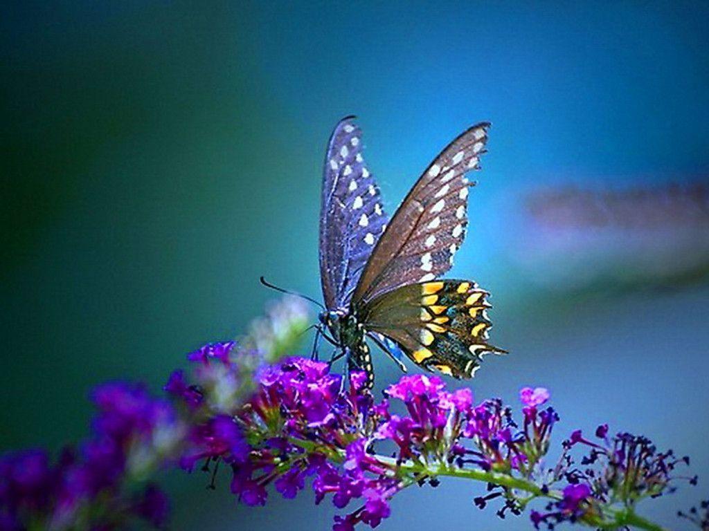 Blue and Purple Butterflies Wallpapers Top Free Blue and Purple