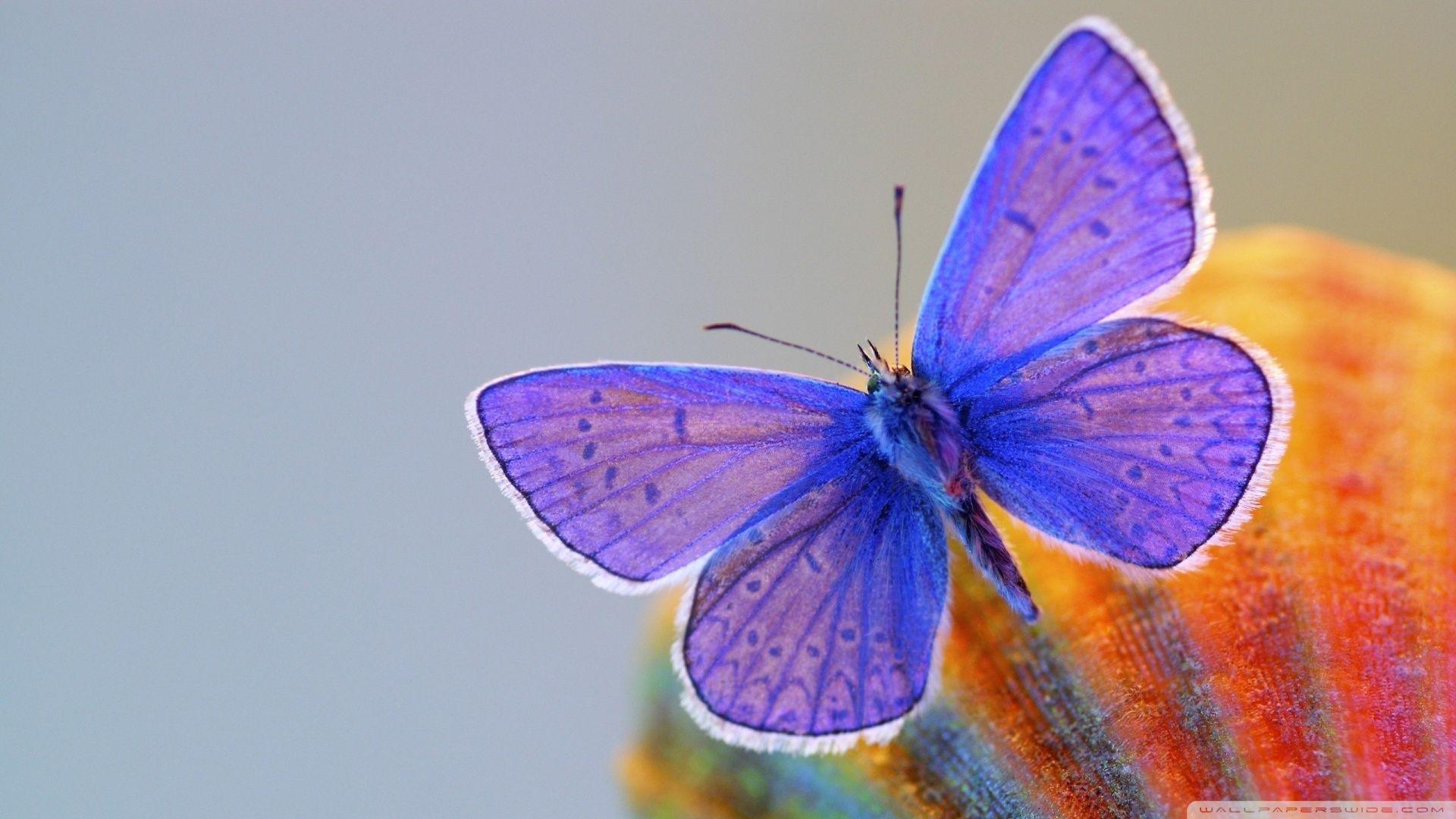 Blue and Purple Butterflies Wallpapers Top Free Blue and Purple