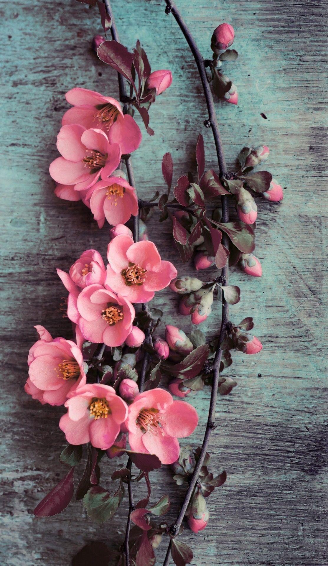 Beautiful Pink Flower Wallpapers Top Free Beautiful Pink Flower
