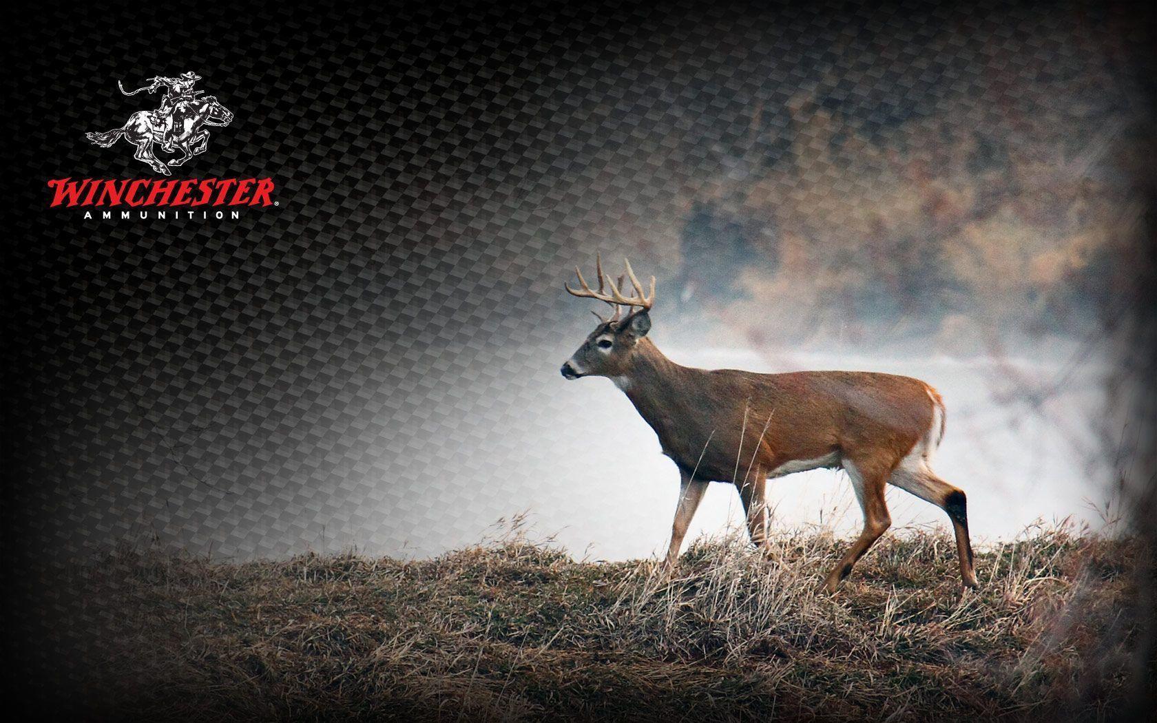 Whitetail Deer Hunting Wallpapers Top Free Whitetail Deer Hunting