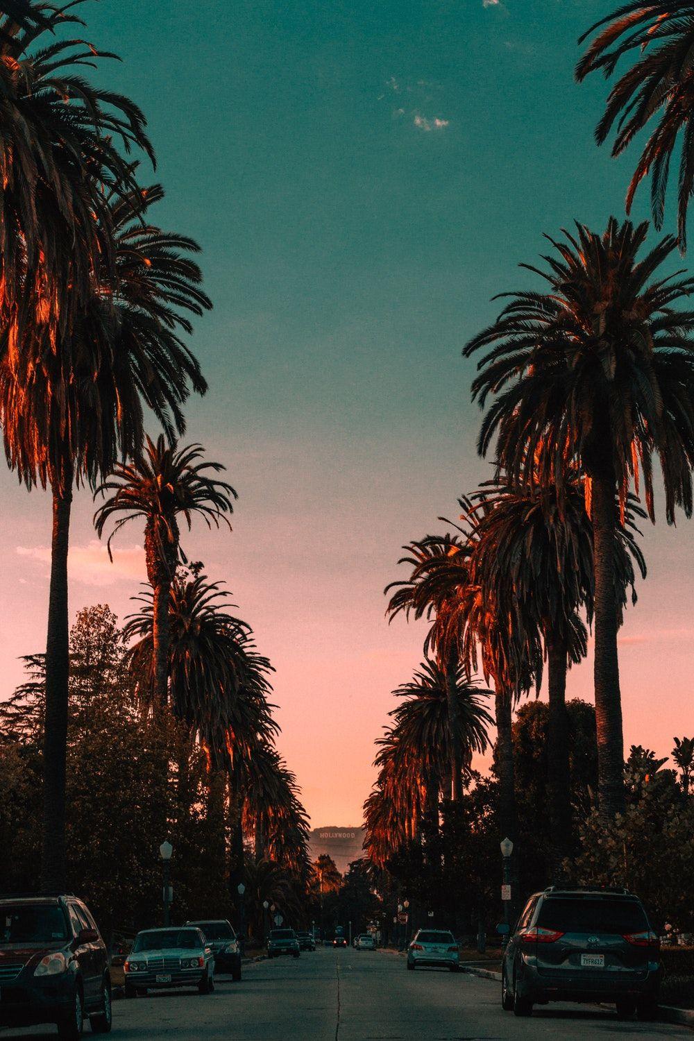 Los Angeles Palm Trees Wallpapers Top Free Los Angeles Palm Trees