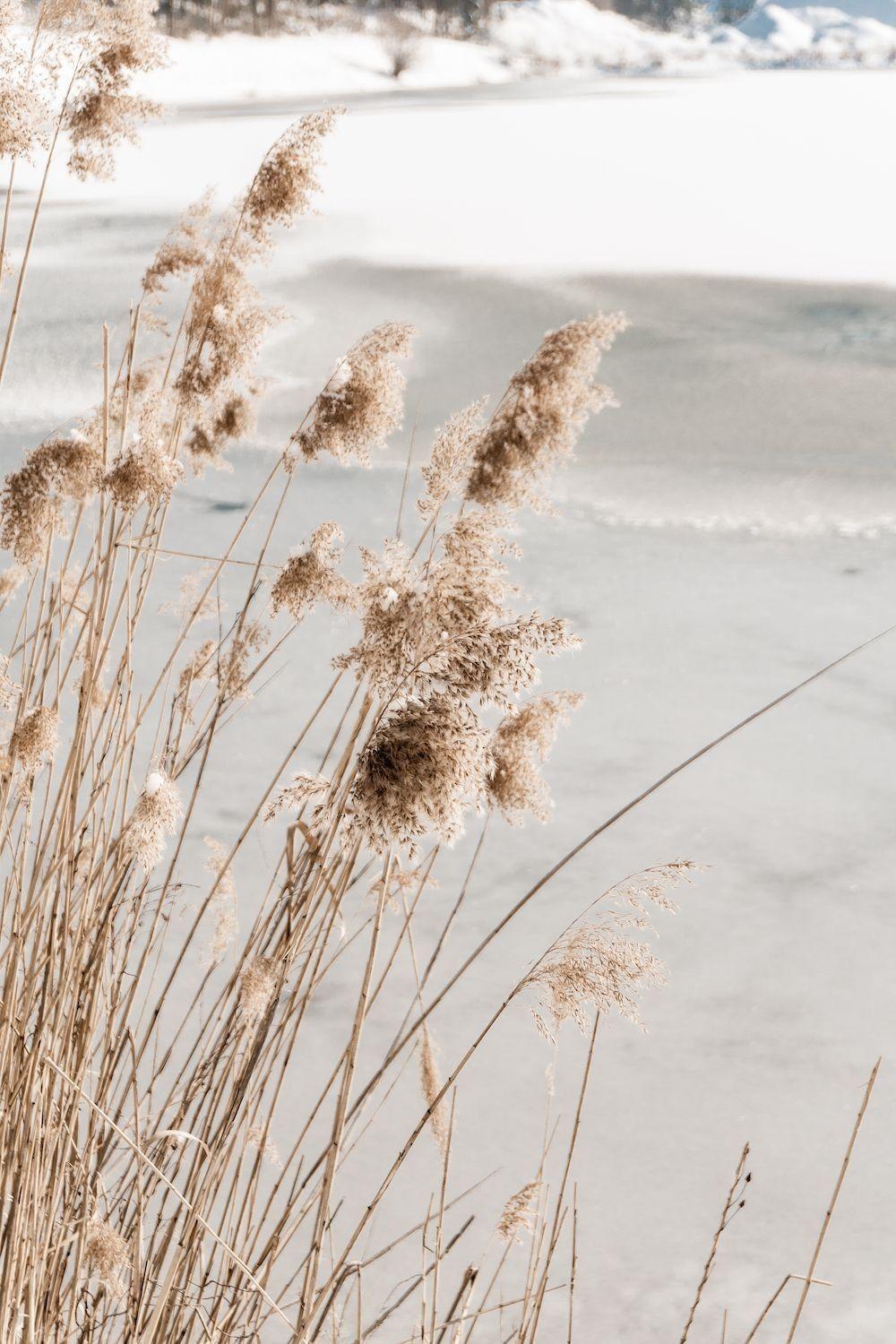 Beige Beach Wallpapers Top Free Beige Beach Backgrounds WallpaperAccess