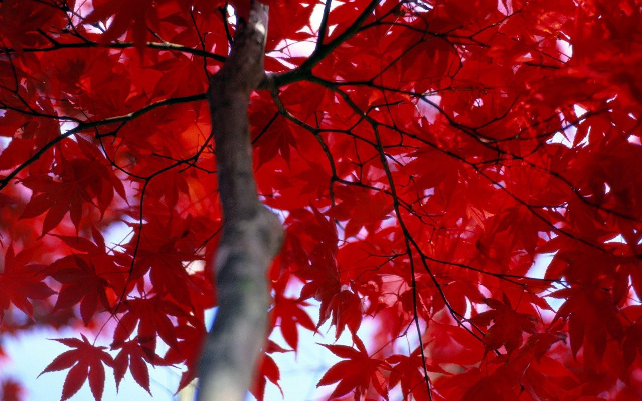 Red Autumn Leaves Wallpapers Top Free Red Autumn Leaves Backgrounds