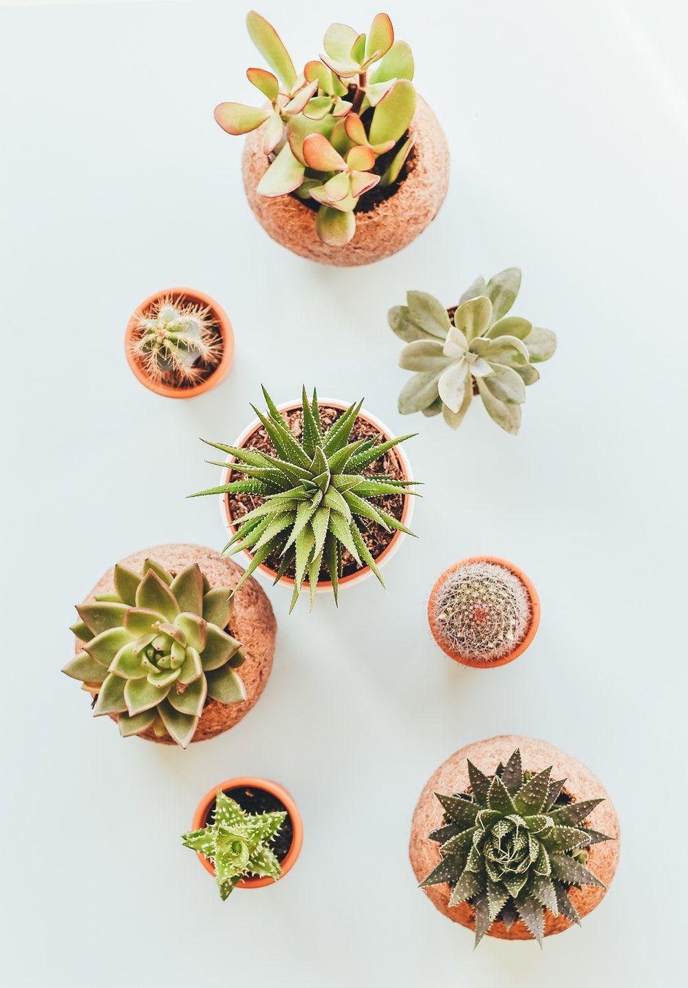 Aesthetic Succulents Wallpapers Top Free Aesthetic