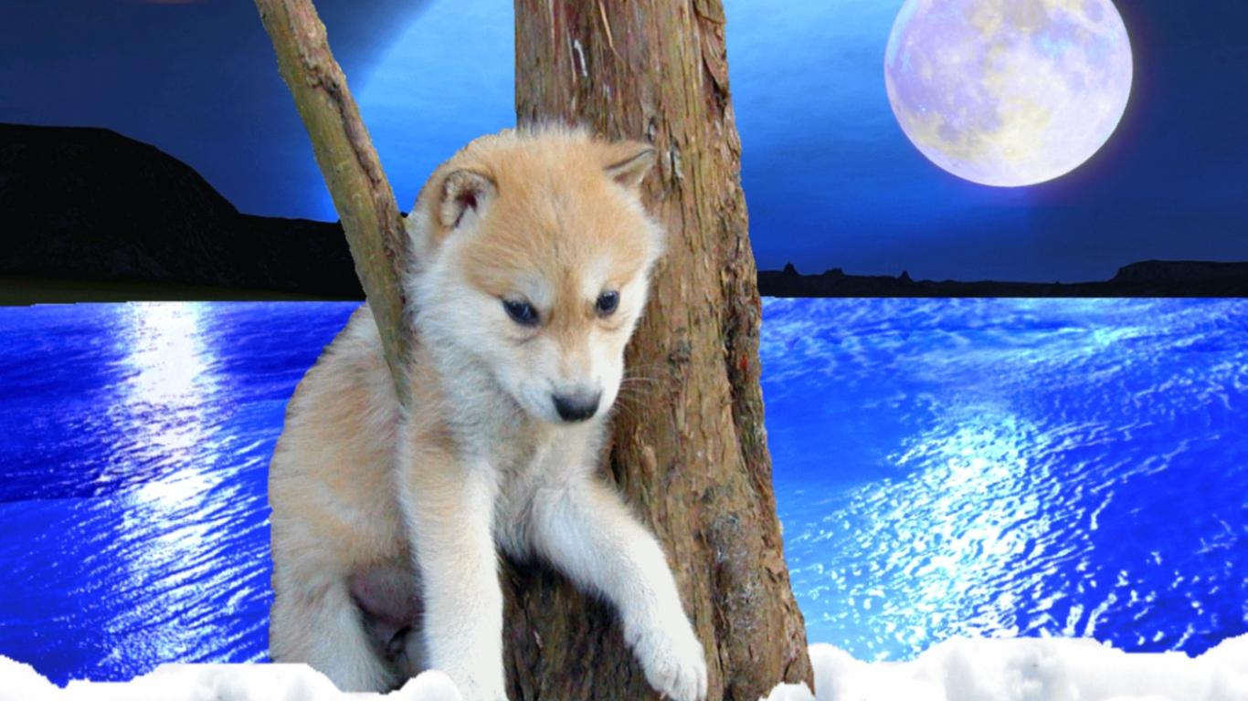 Cute Baby Wolves Wallpapers Top Free Cute Baby Wolves Backgrounds
