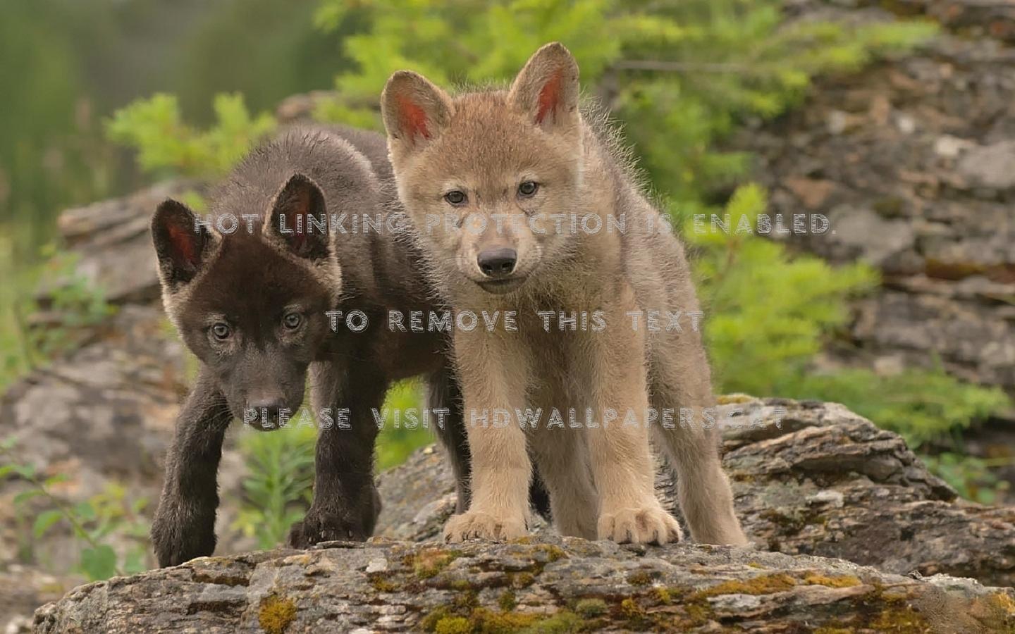 Cute Baby Wolves Wallpapers Top Free Cute Baby Wolves Backgrounds
