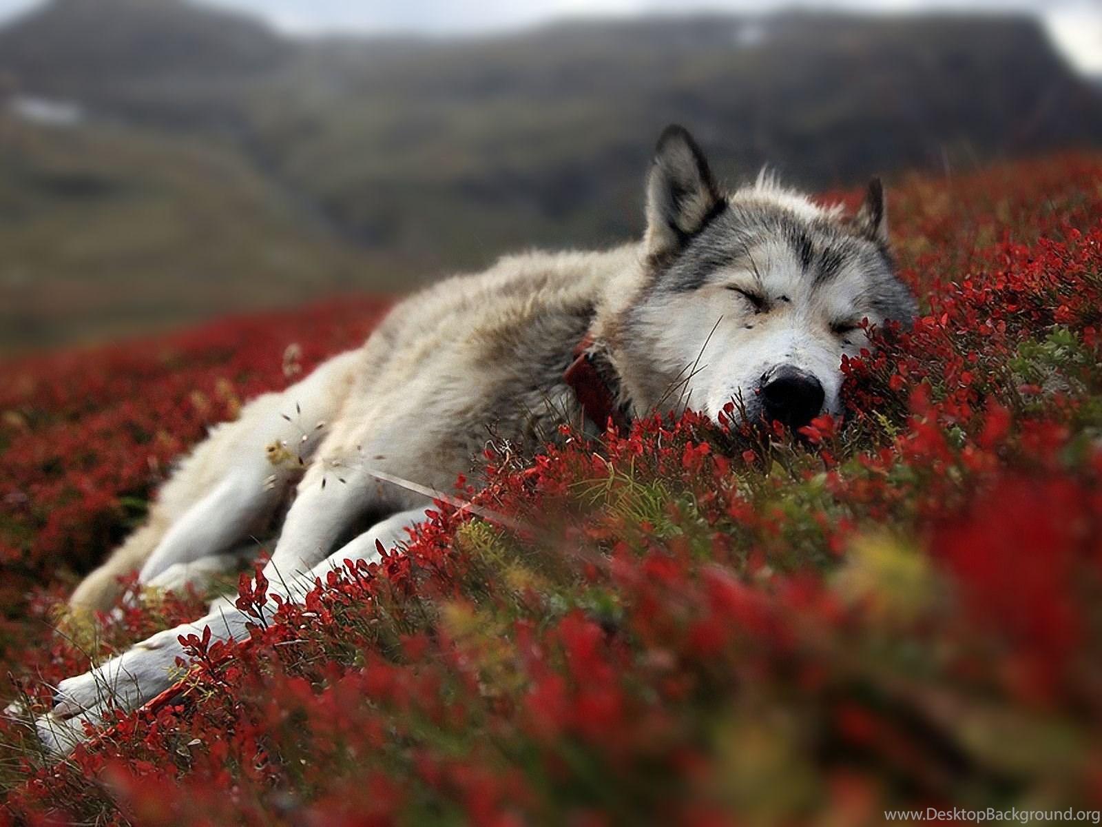 Cute Baby Wolves Wallpapers Top Free Cute Baby Wolves Backgrounds