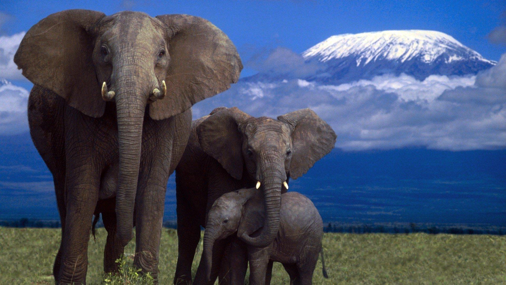 Baby Elephant HD Wallpapers Top Free Baby Elephant HD Backgrounds WallpaperAccess