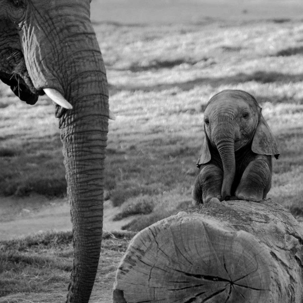Baby Elephant Phone Wallpapers Top Free Baby Elephant Phone