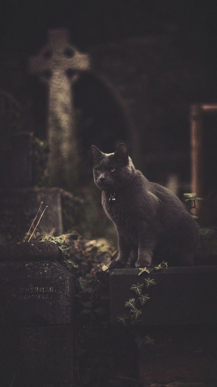 Horror iPhone Wallpapers Top Free Horror iPhone Backgrounds