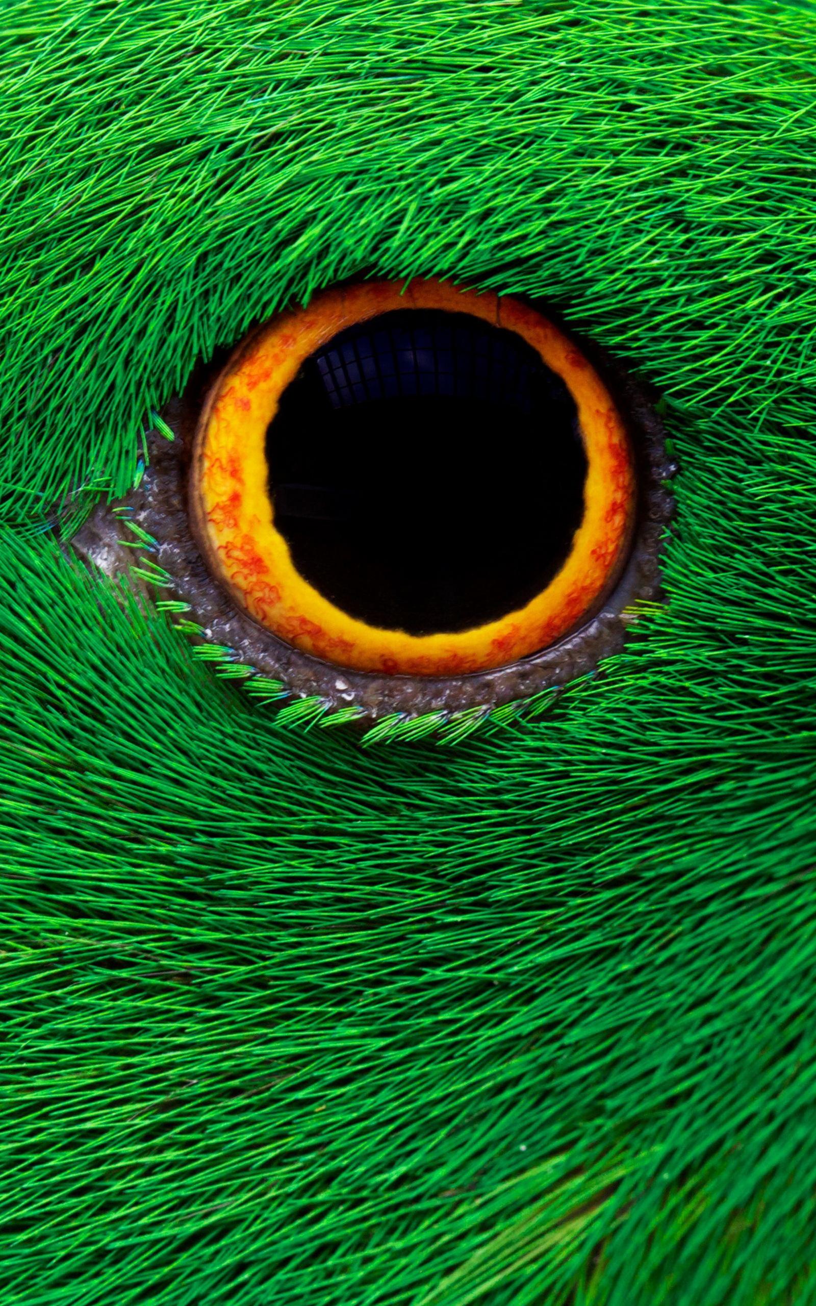 Animal 4K Phone Wallpapers Top Free Animal 4K Phone Backgrounds