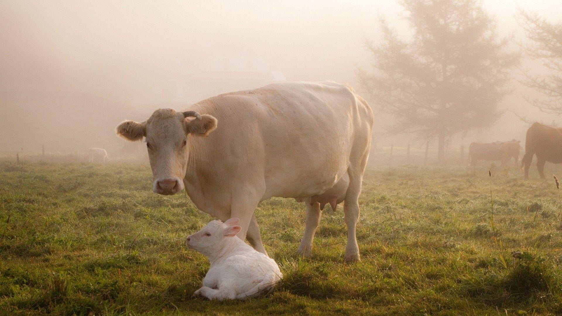 1920X1080 HD Farm Wallpapers Top Free 1920X1080 HD Farm Backgrounds