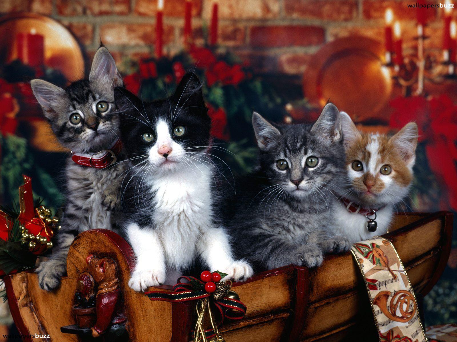 Cute Christmas Cat Wallpapers Top Free Cute Christmas Cat Backgrounds