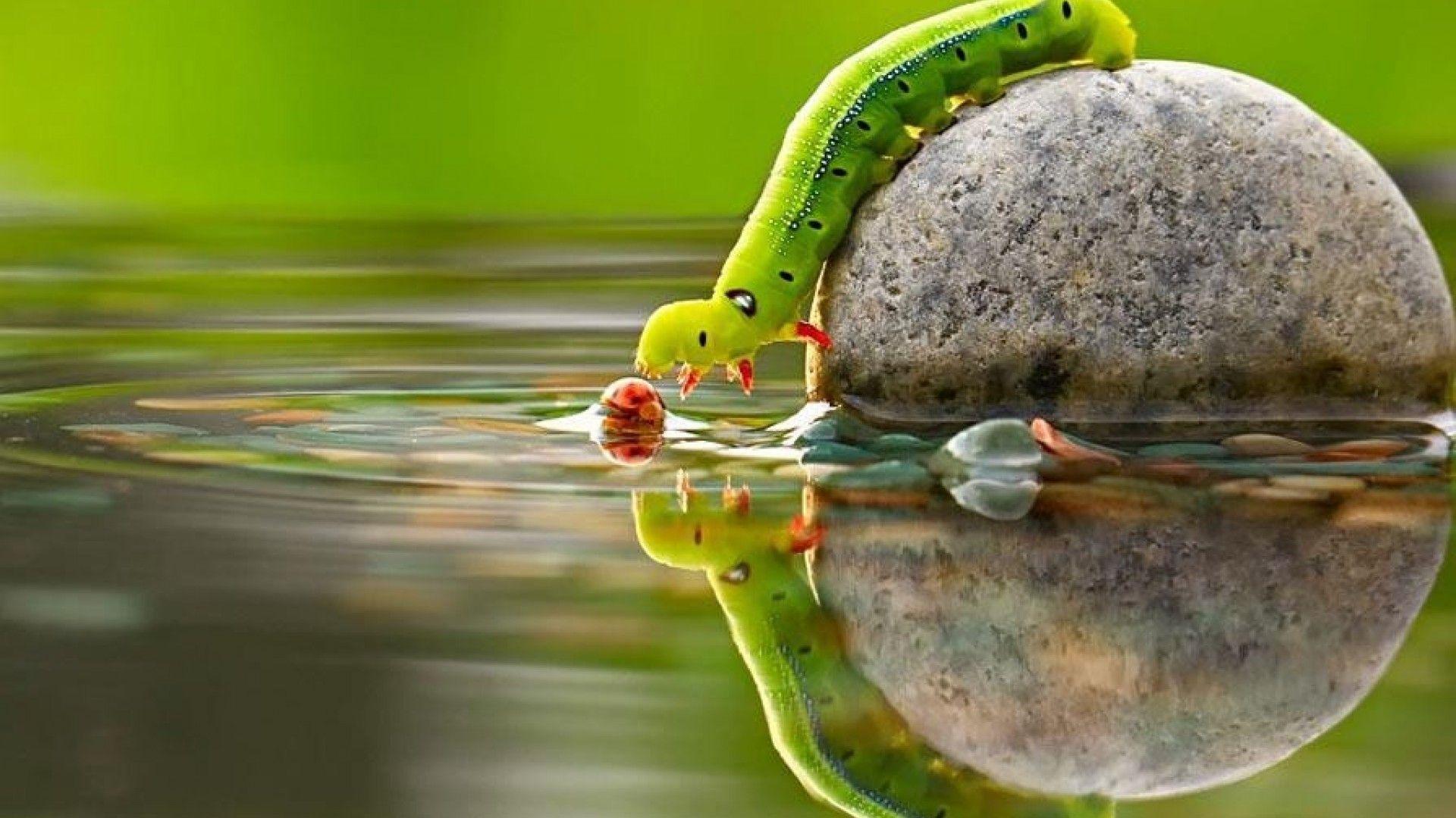 1920X1080 HD Animals Wallpapers Top Free 1920X1080 HD Animals Backgrounds WallpaperAccess