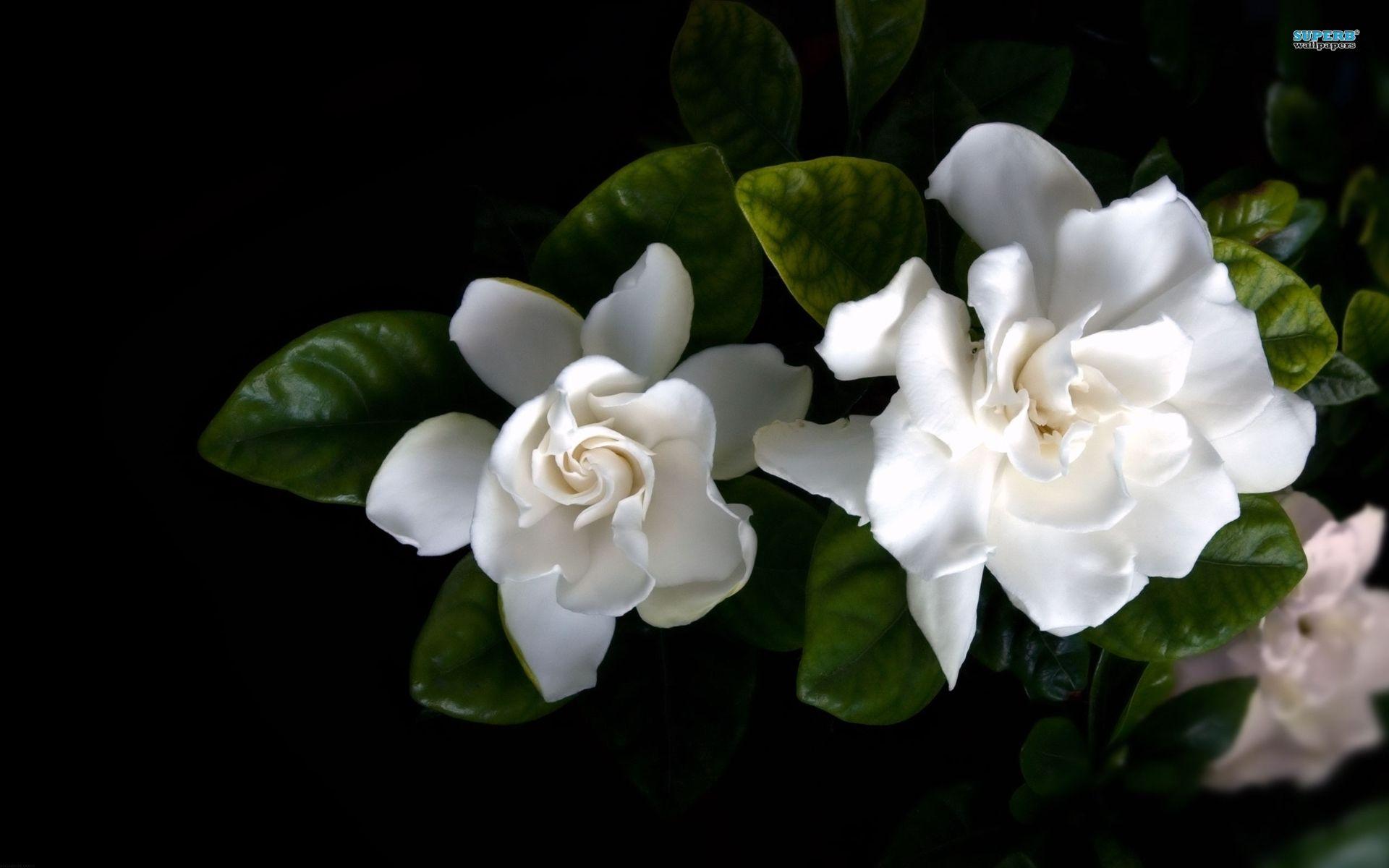 Gardenia Wallpapers Top Free Gardenia Backgrounds WallpaperAccess