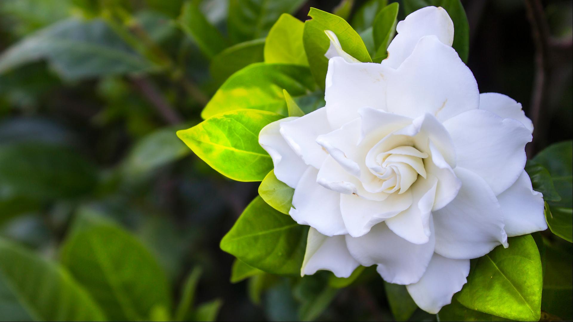 Gardenia Wallpapers Top Free Gardenia Backgrounds WallpaperAccess