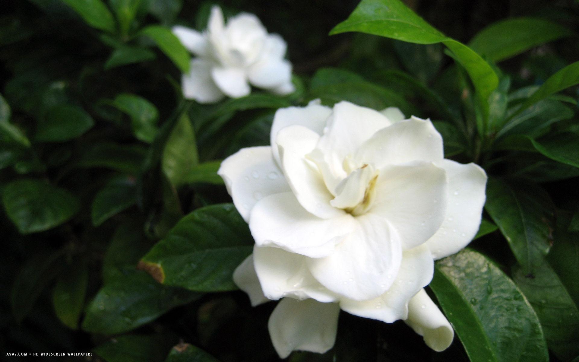 Gardenia Wallpapers Top Free Gardenia Backgrounds WallpaperAccess
