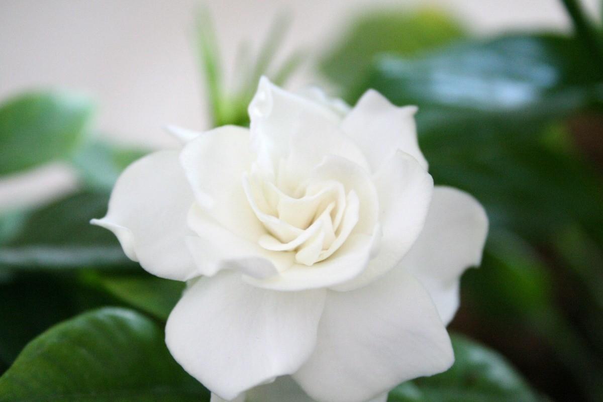 Gardenia Wallpapers Top Free Gardenia Backgrounds WallpaperAccess