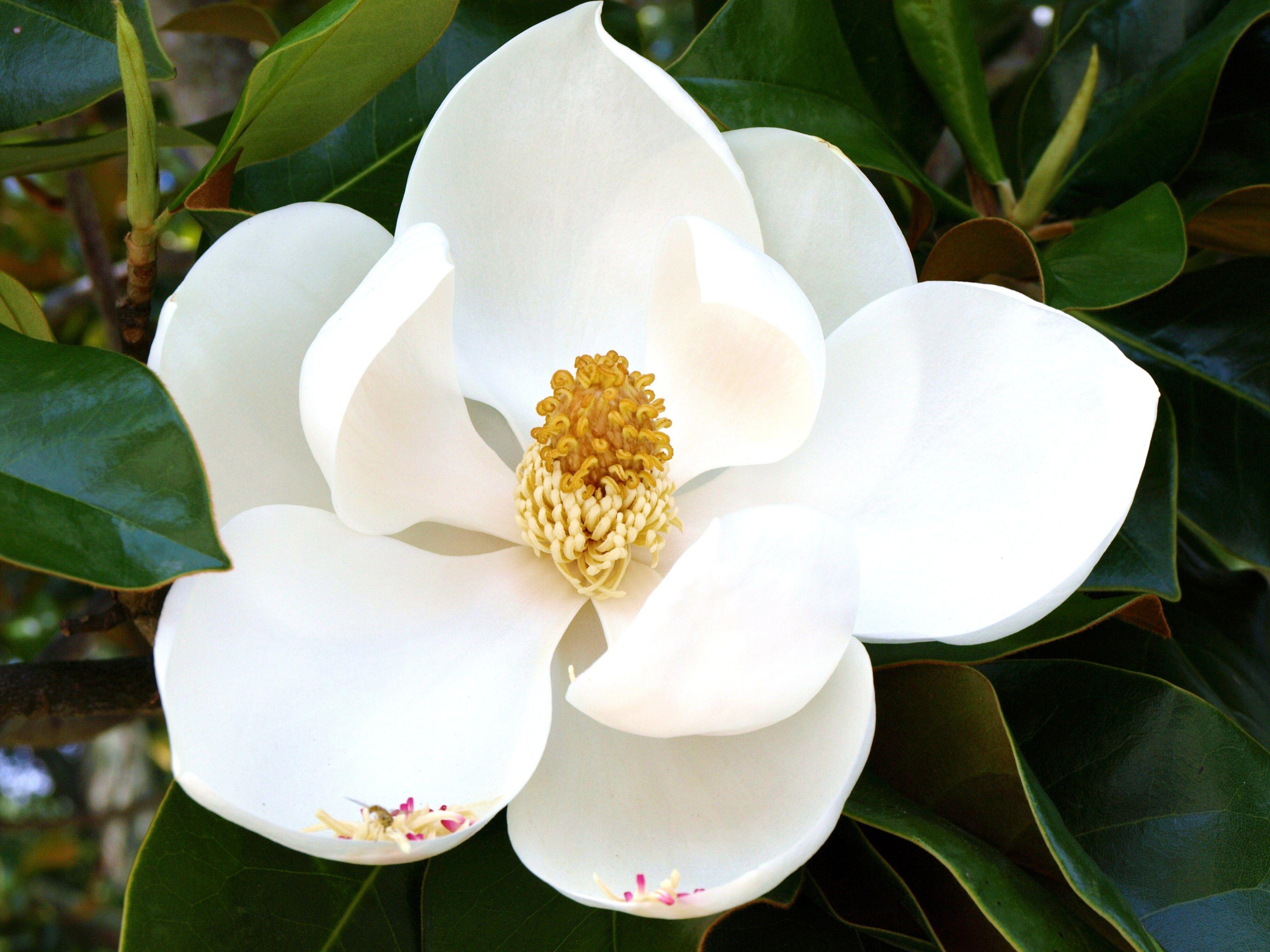 White Magnolia Desktop Wallpapers Top Free White Magnolia Desktop