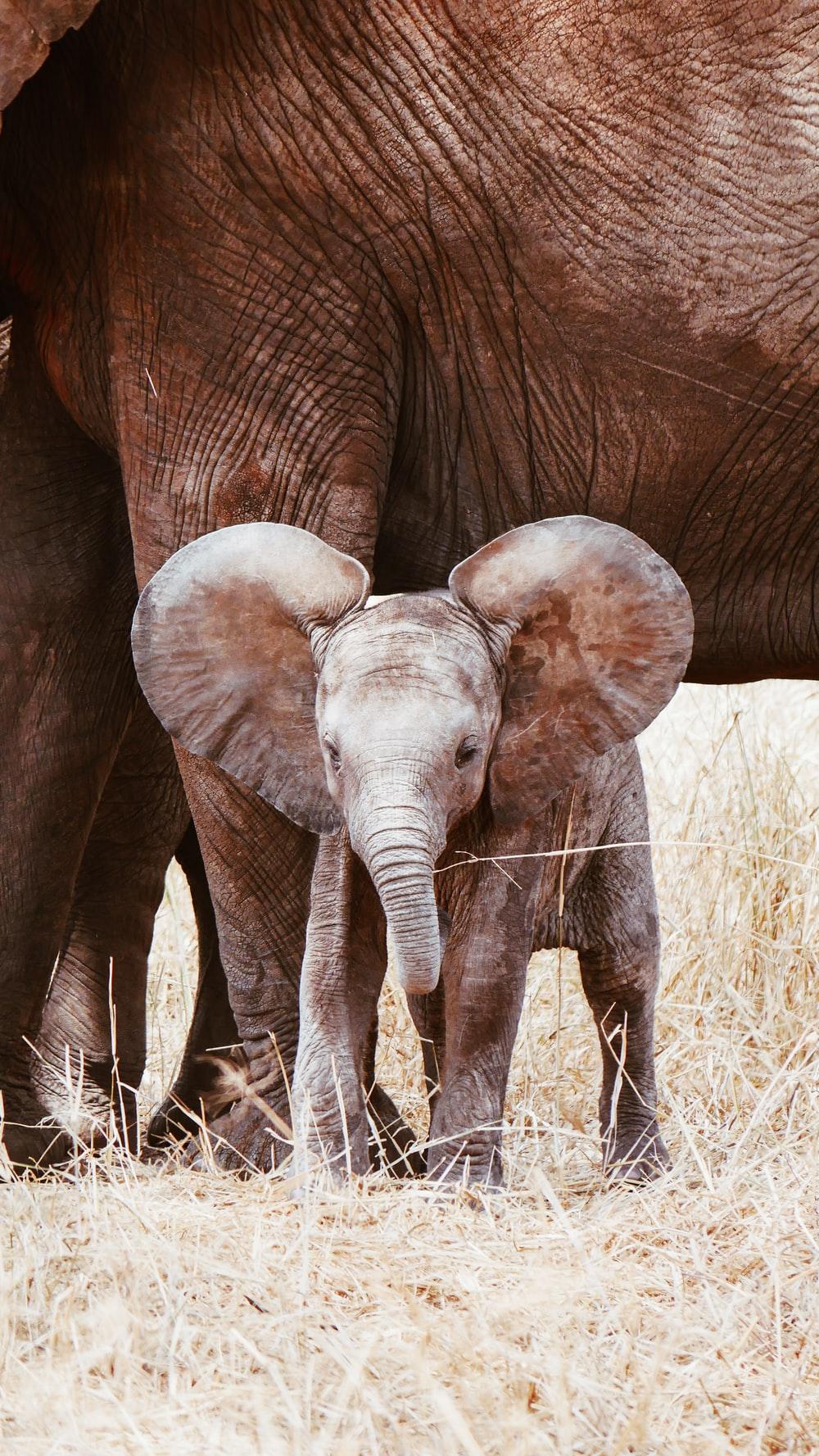 Baby Elephant Phone Wallpapers Top Free Baby Elephant Phone