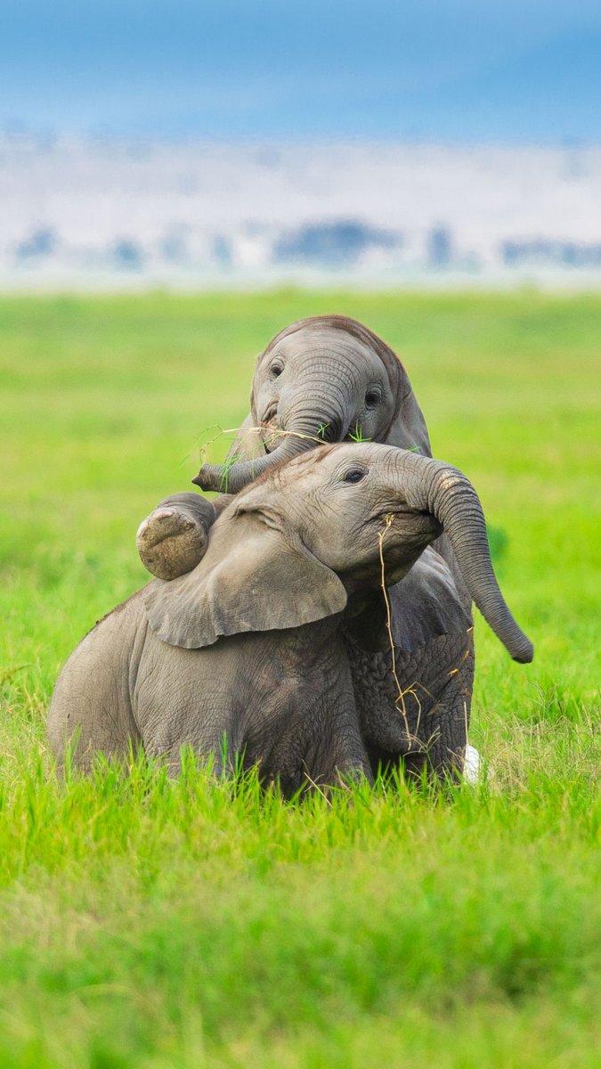 Baby Elephant Phone Wallpapers Top Free Baby Elephant Phone