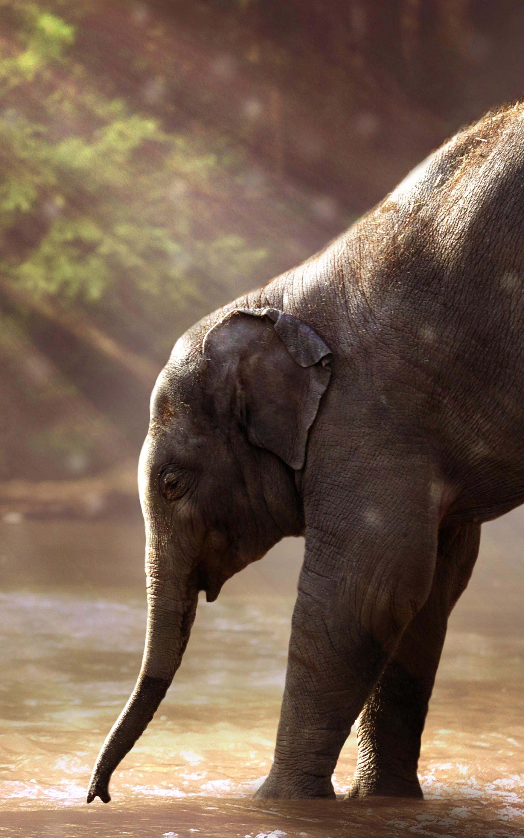 Baby Elephant Phone Wallpapers Top Free Baby Elephant Phone