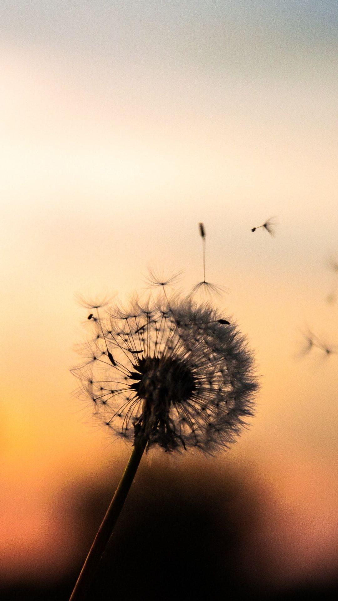 Dandelion iPhone Wallpapers Top Free Dandelion iPhone Backgrounds