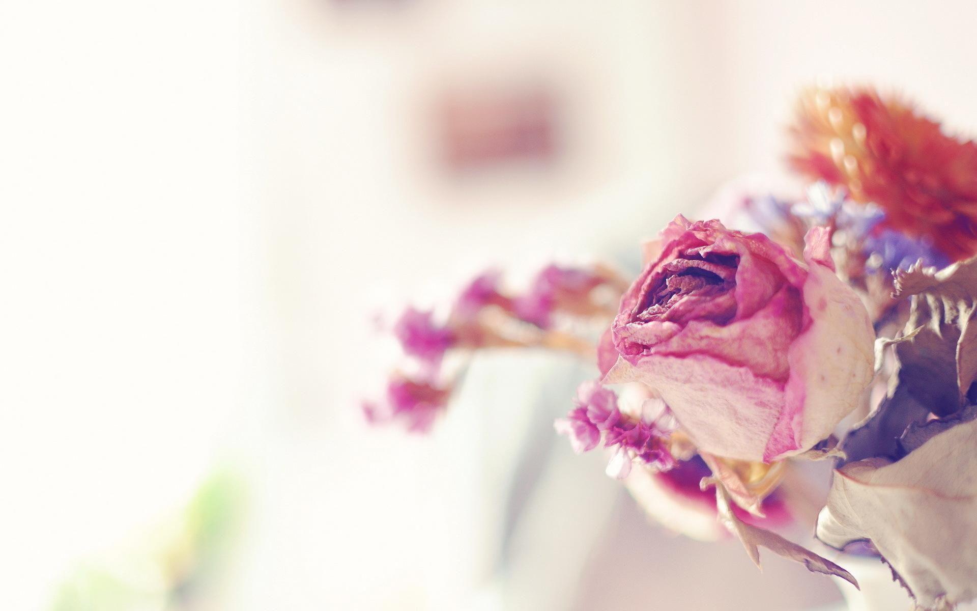 Dried Flowers Desktop Wallpapers Top Free Dried Flowers Desktop Backgrounds WallpaperAccess