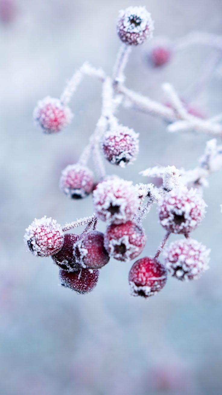 Winter Flower iPhone Wallpapers Top Free Winter Flower iPhone Backgrounds WallpaperAccess