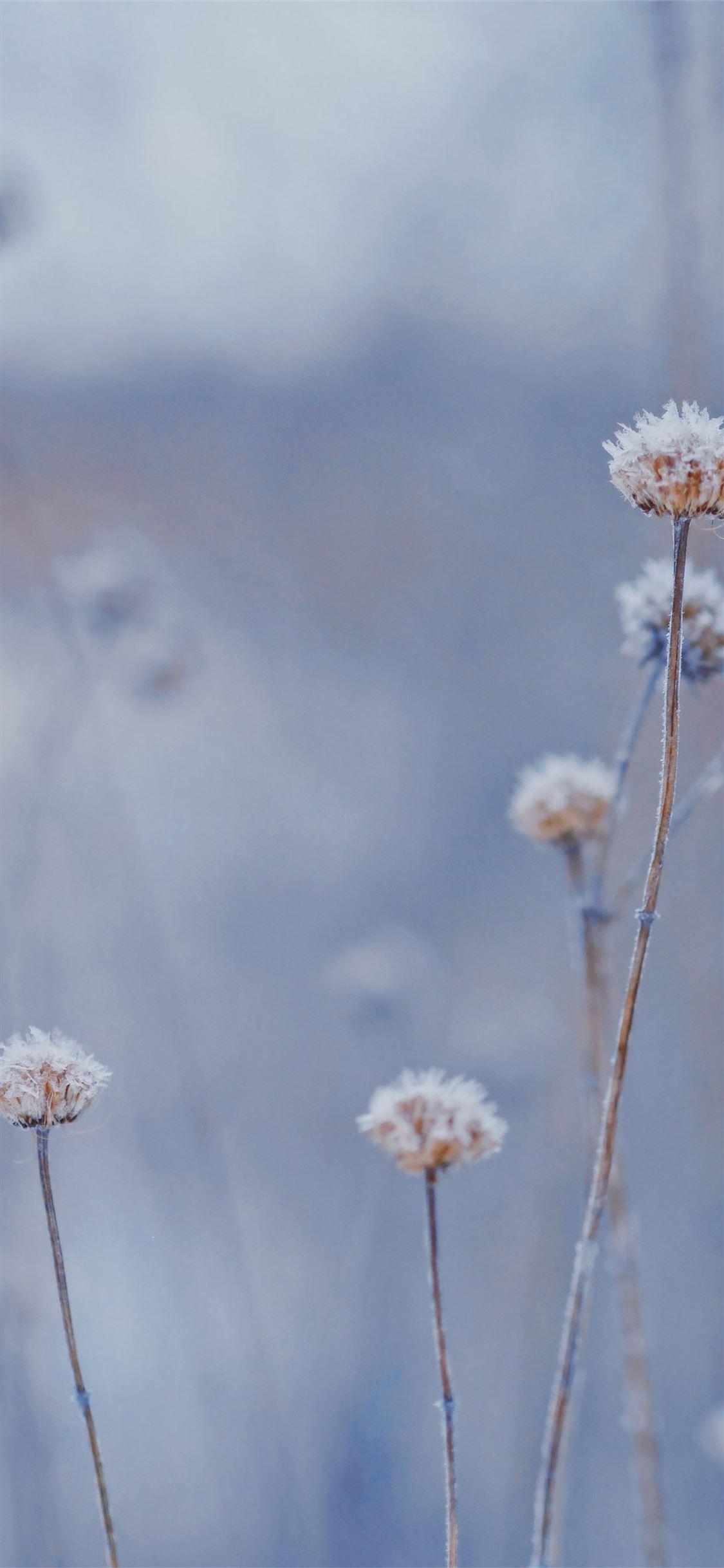 Winter Flower iPhone Wallpapers Top Free Winter Flower iPhone Backgrounds WallpaperAccess