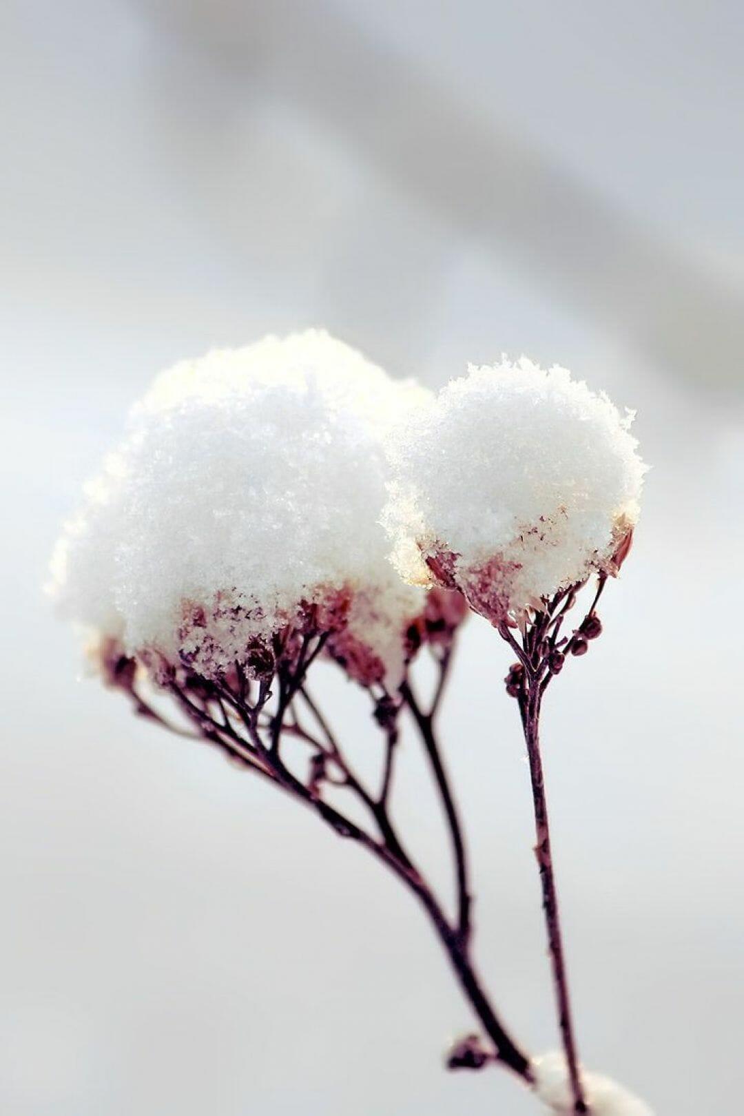 Winter Flower iPhone Wallpapers Top Free Winter Flower iPhone Backgrounds WallpaperAccess