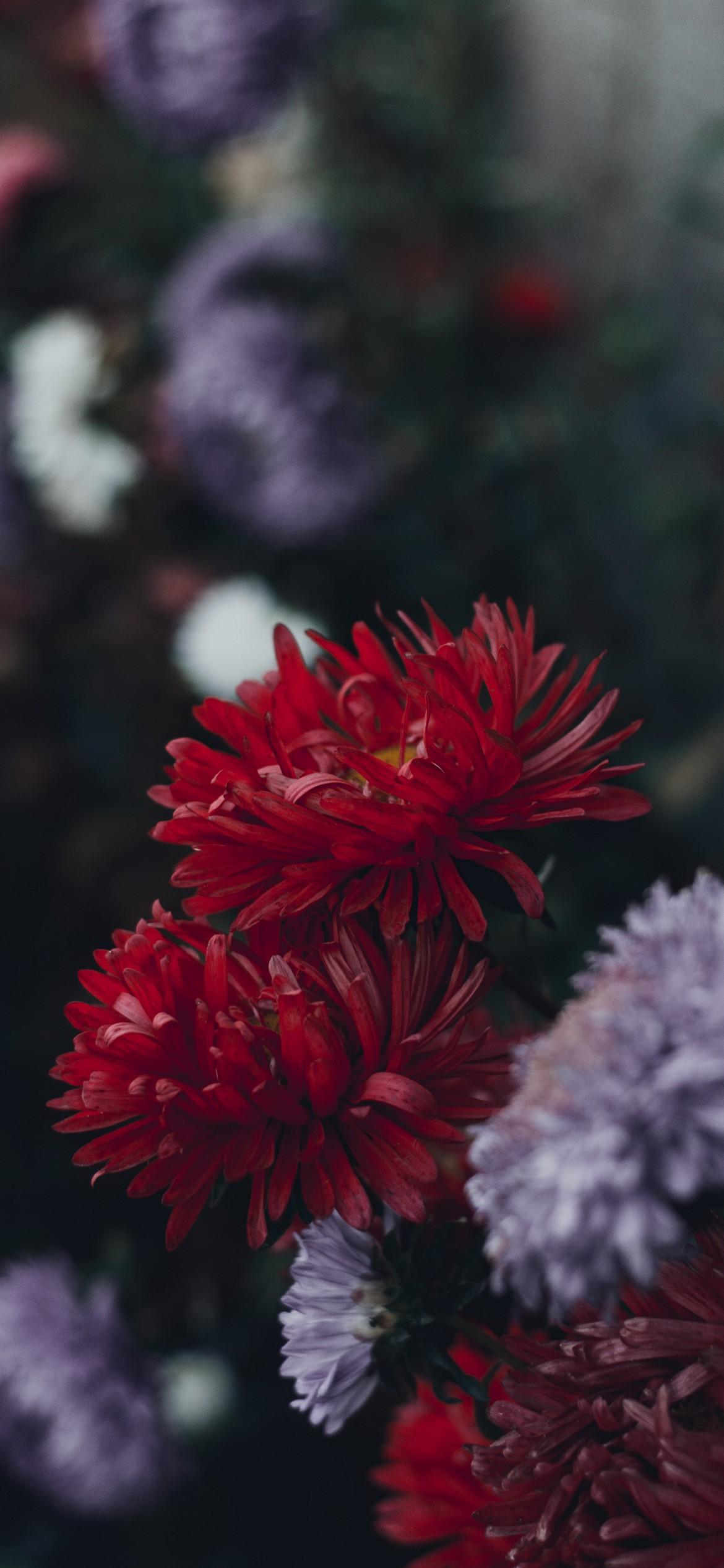 Winter Flower iPhone Wallpapers Top Free Winter Flower iPhone