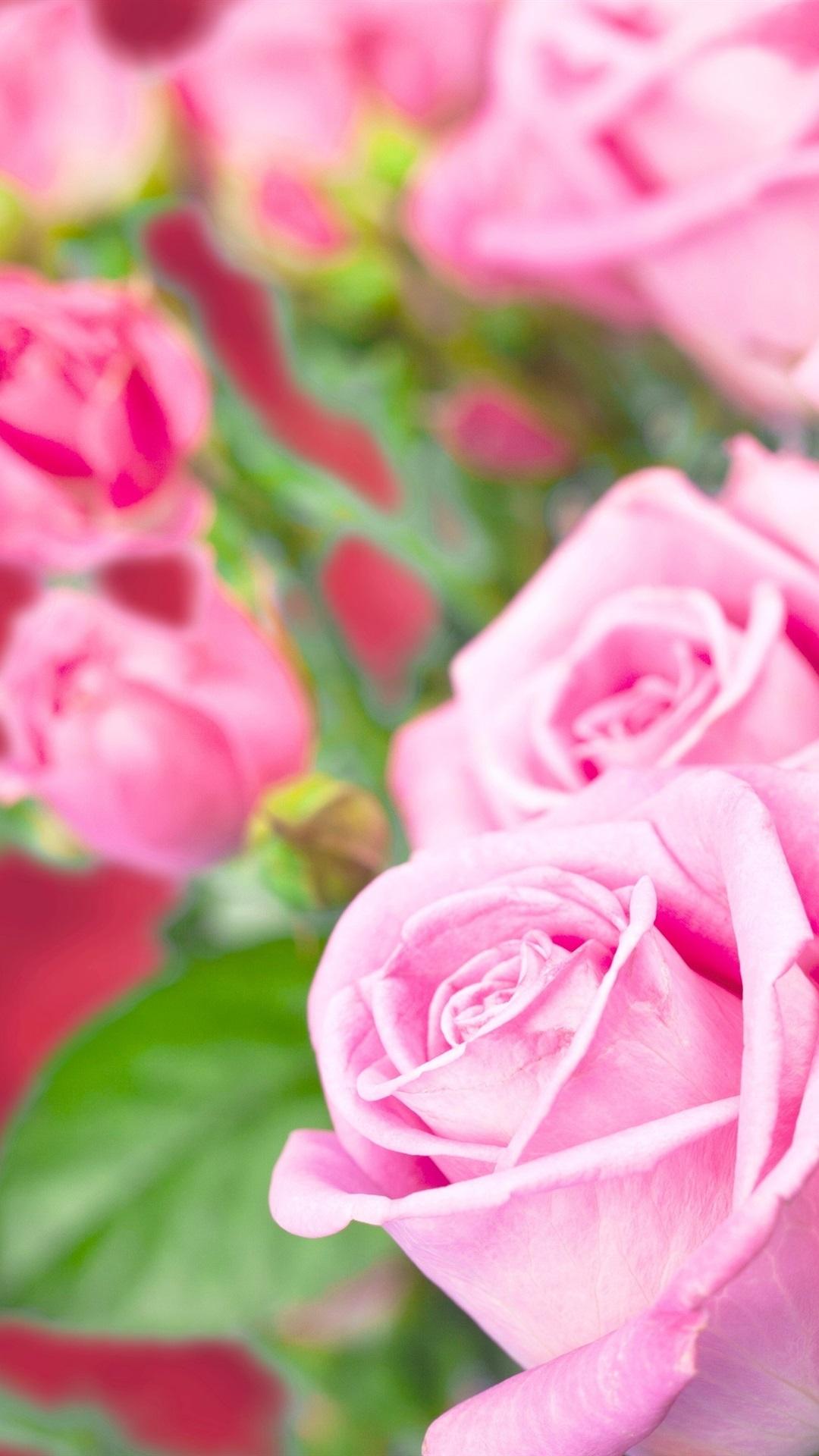 Beautiful Flower iPhone Wallpapers Top Free Beautiful Flower iPhone