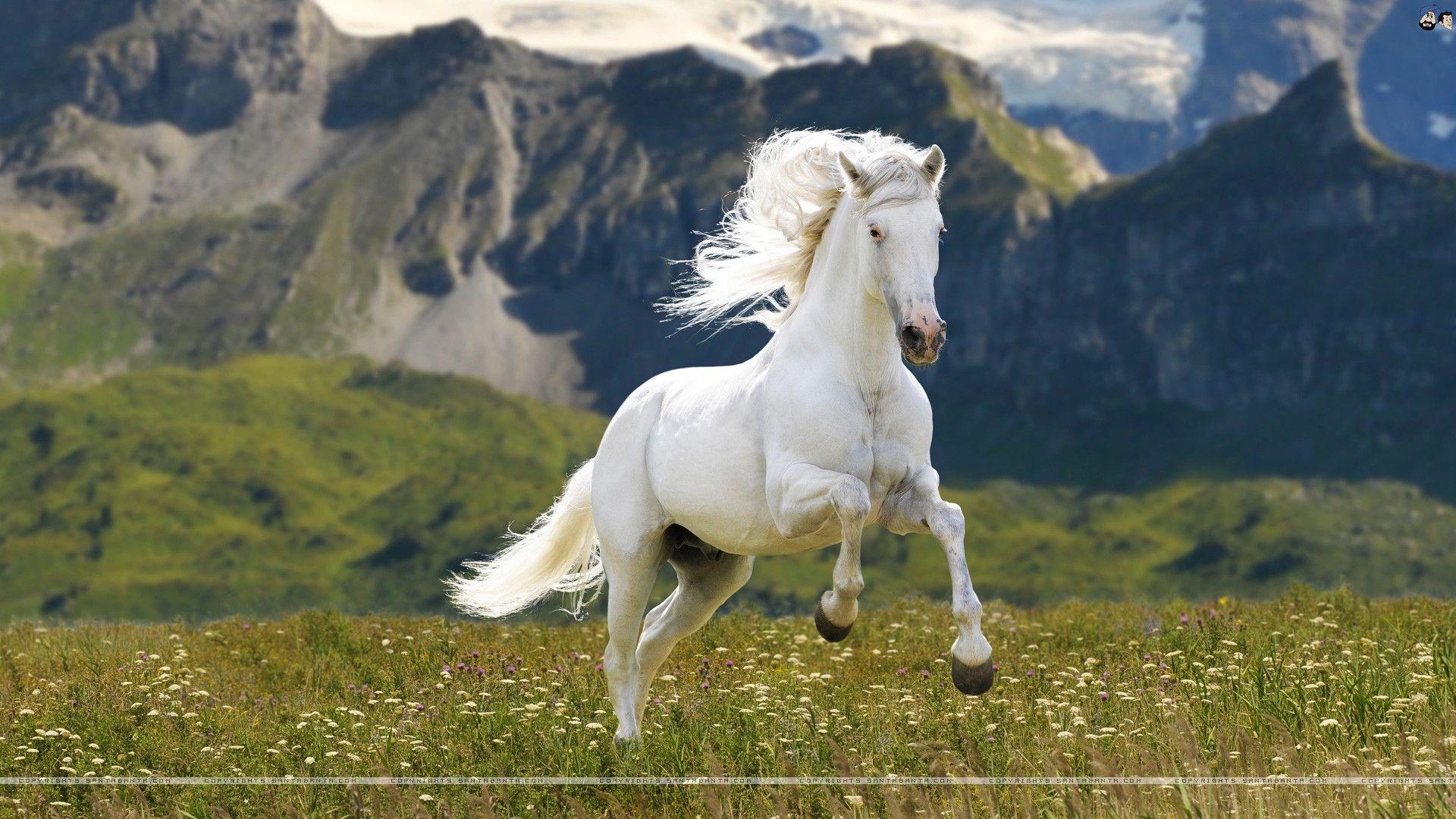 Beautiful White Horse Wallpapers Top Free Beautiful White Horse