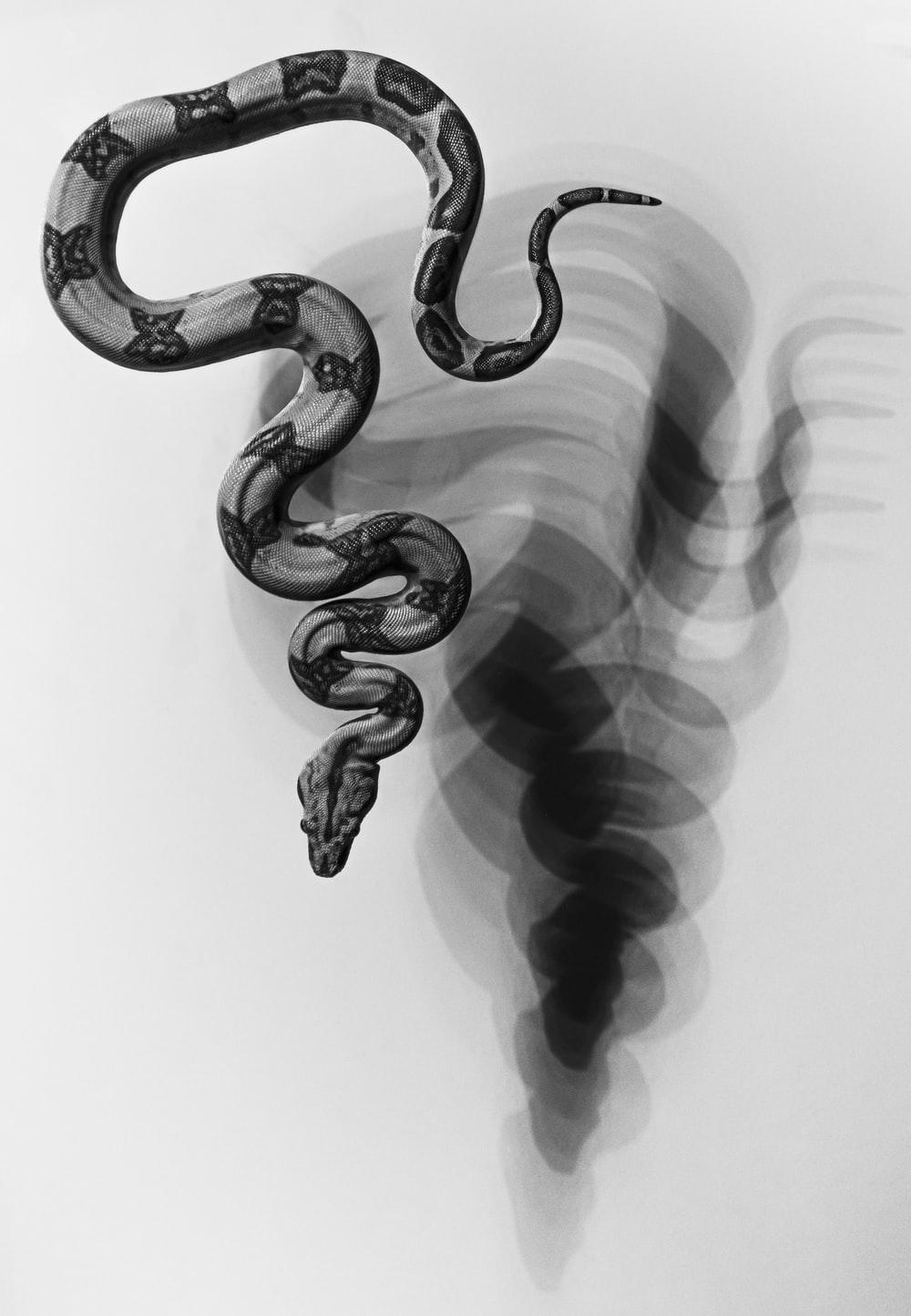 Snake Art Wallpapers Top Free Snake Art Backgrounds WallpaperAccess