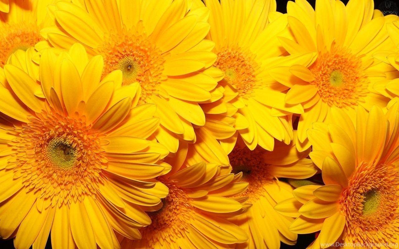 Yellow Flower Desktop Wallpapers Top Free Yellow Flower Desktop
