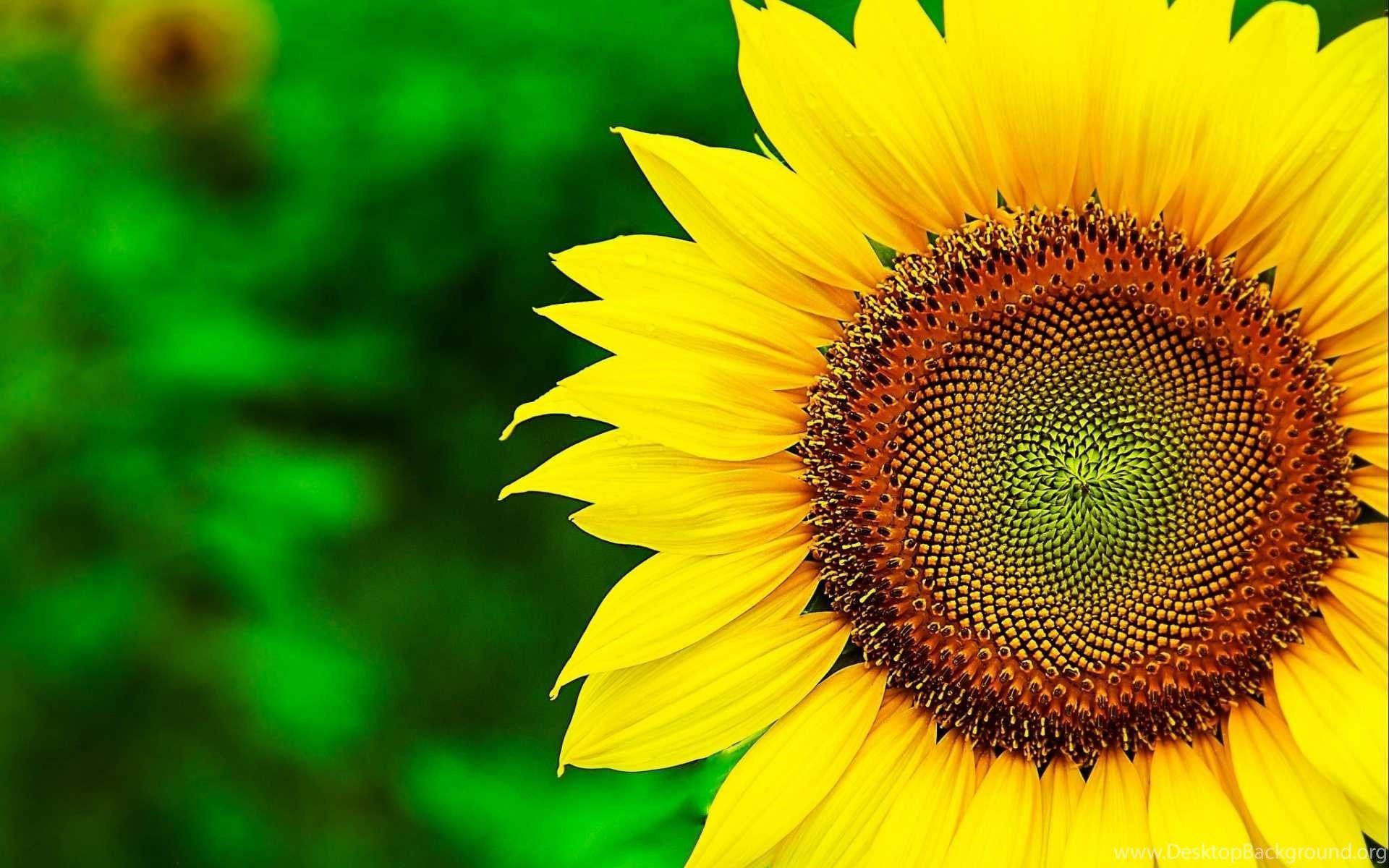 Yellow Flower Desktop Wallpapers Top Free Yellow Flower Desktop