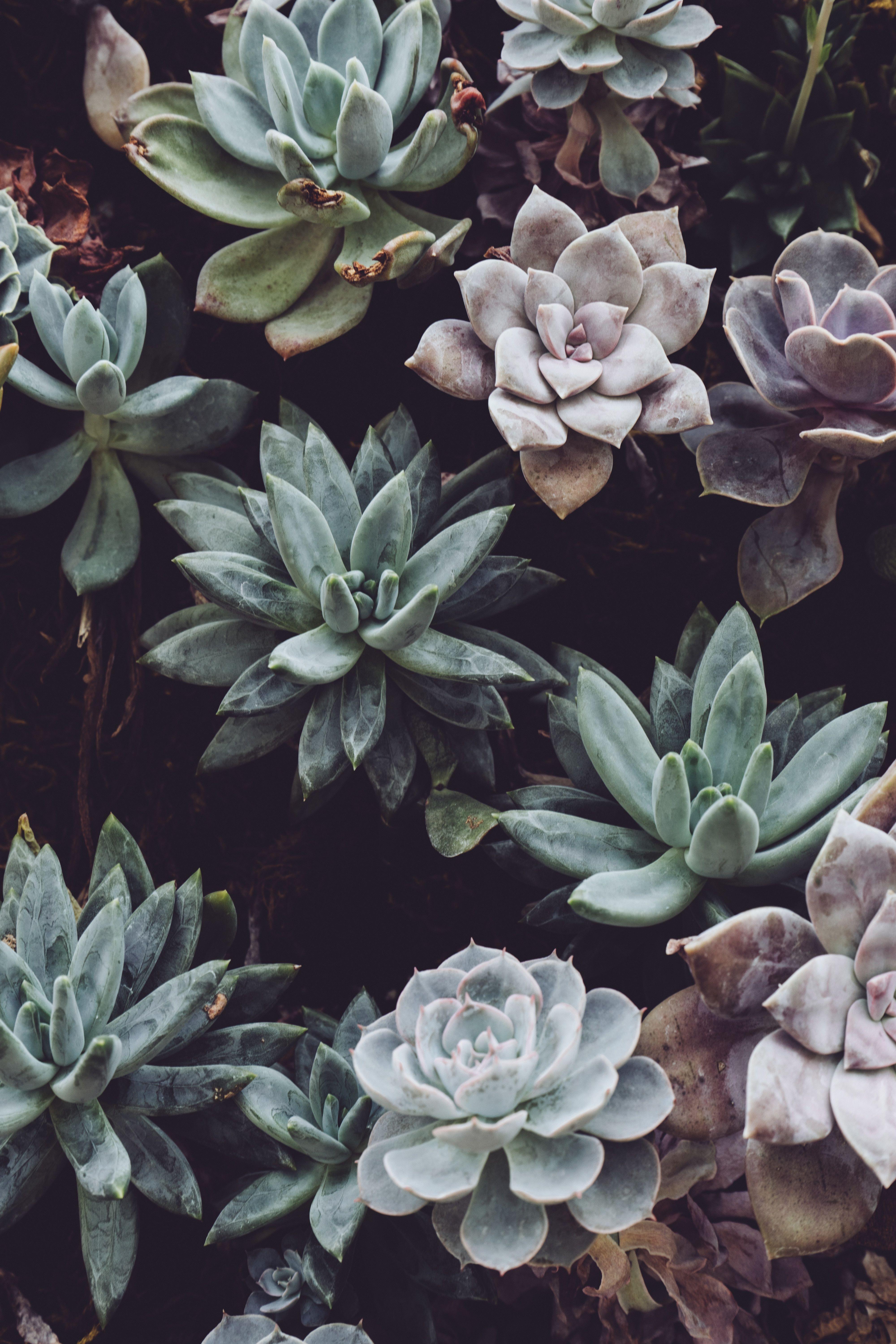 Aesthetic Succulents Wallpapers Top Free Aesthetic