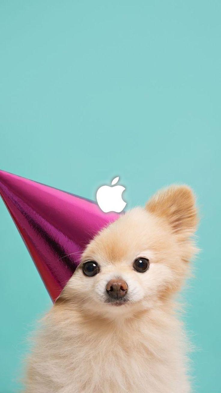 Cute Animal Phone Wallpapers Top Free Cute Animal Phone Backgrounds