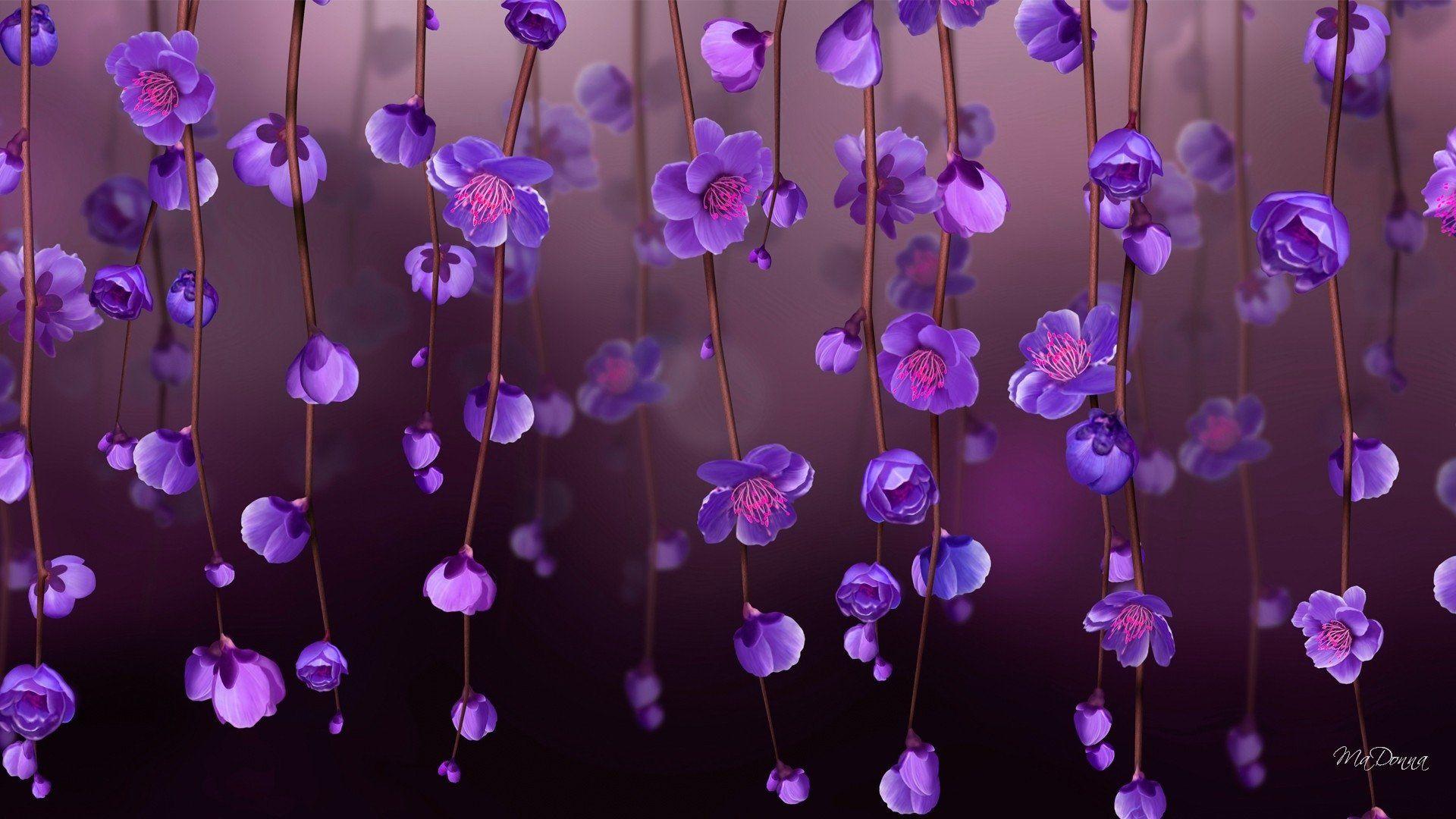Purple Flower Wallpapers Top Free Purple Flower Backgrounds