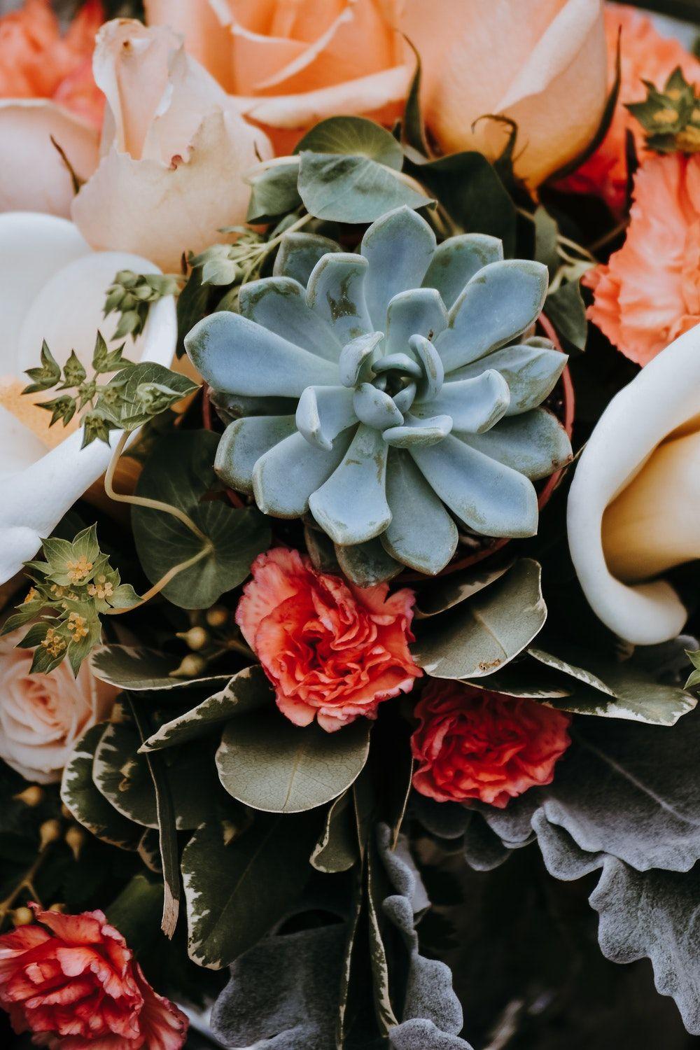 Aesthetic Succulents Wallpapers Top Free Aesthetic