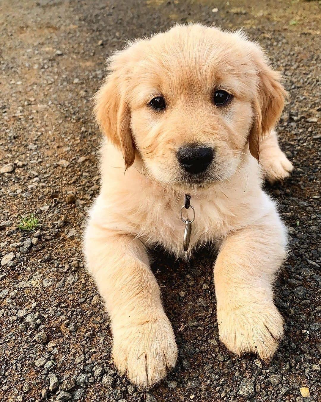 Cute Golden Retriever Wallpapers Top Free Cute Golden Retriever