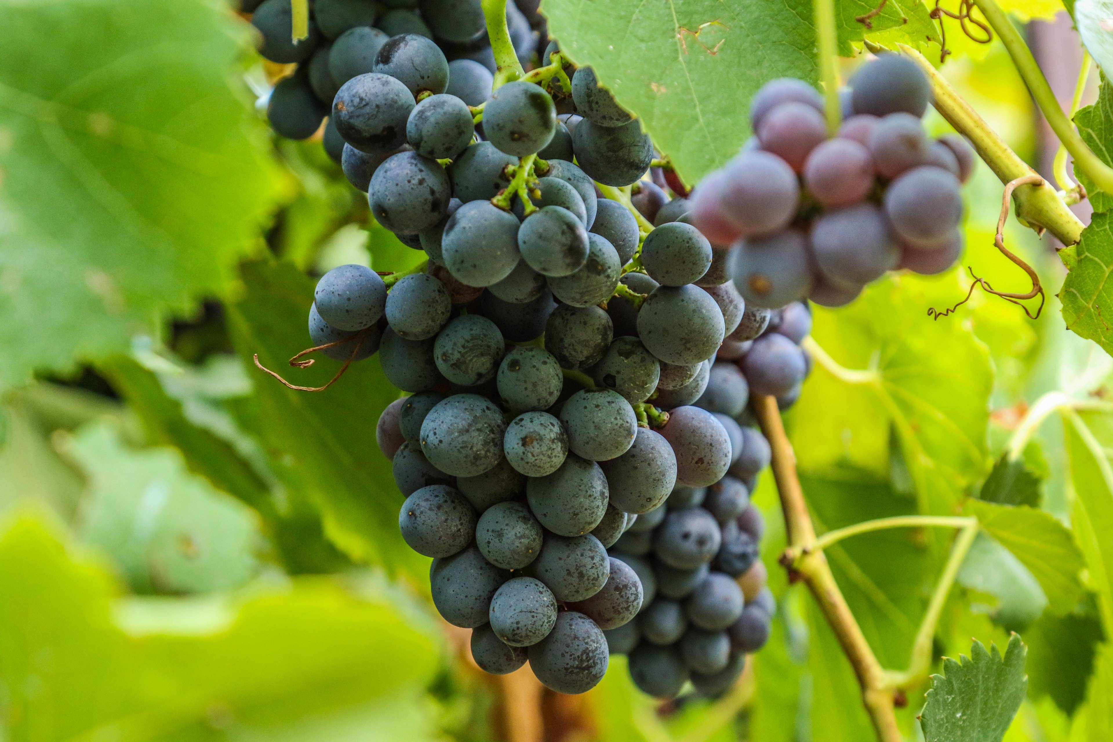 Vines Desktop Wallpapers Top Free Vines Desktop Backgrounds