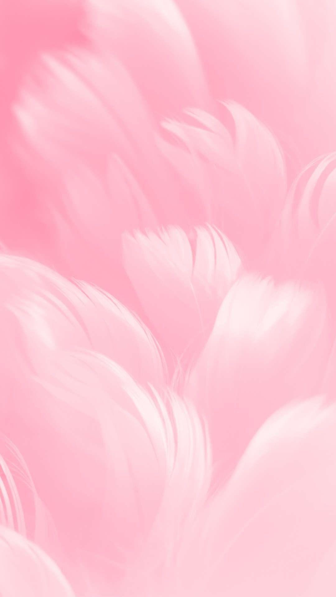 Pink Feather Wallpapers Top Free Pink Feather Backgrounds