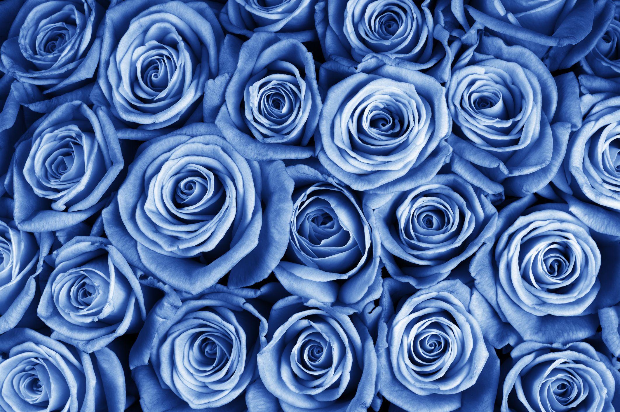 Light Blue Roses Wallpapers Top Free Light Blue Roses Backgrounds