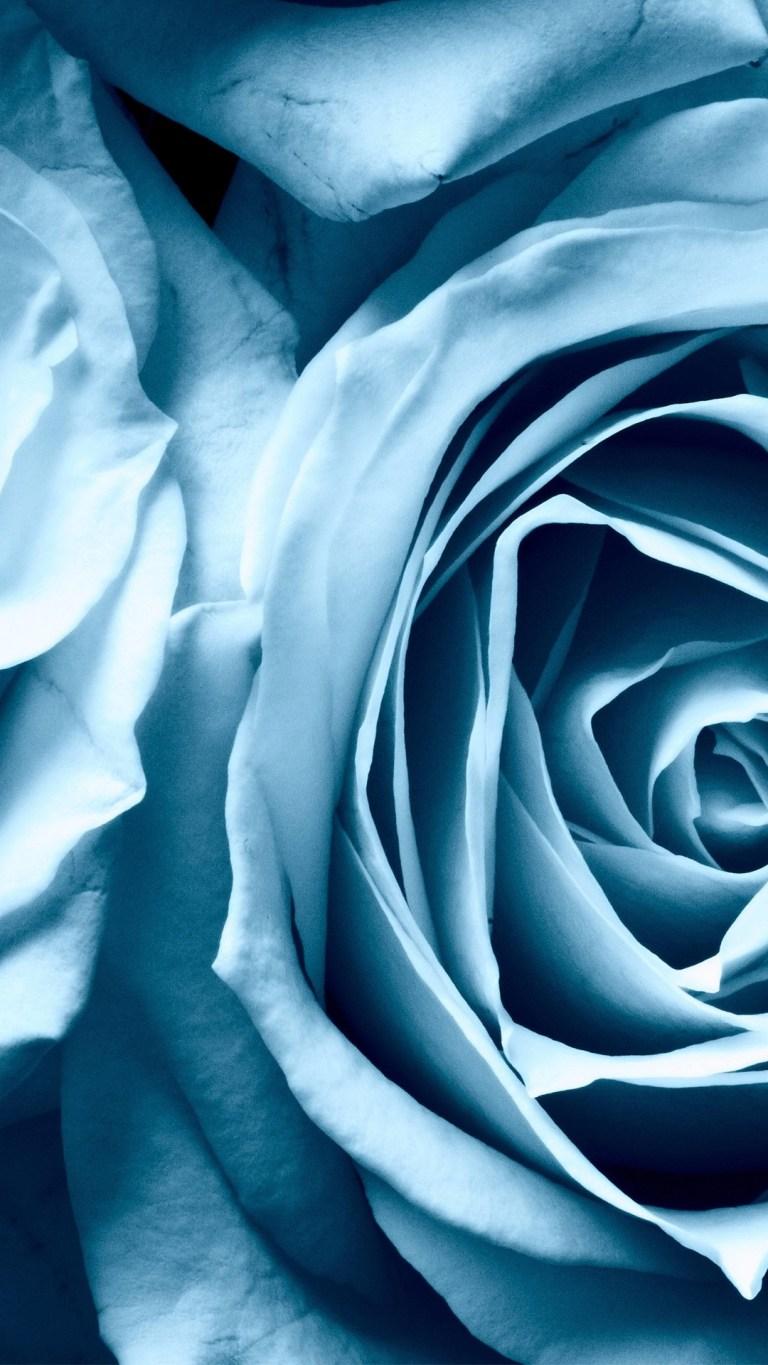 Light Blue Roses Wallpapers Top Free Light Blue Roses Backgrounds