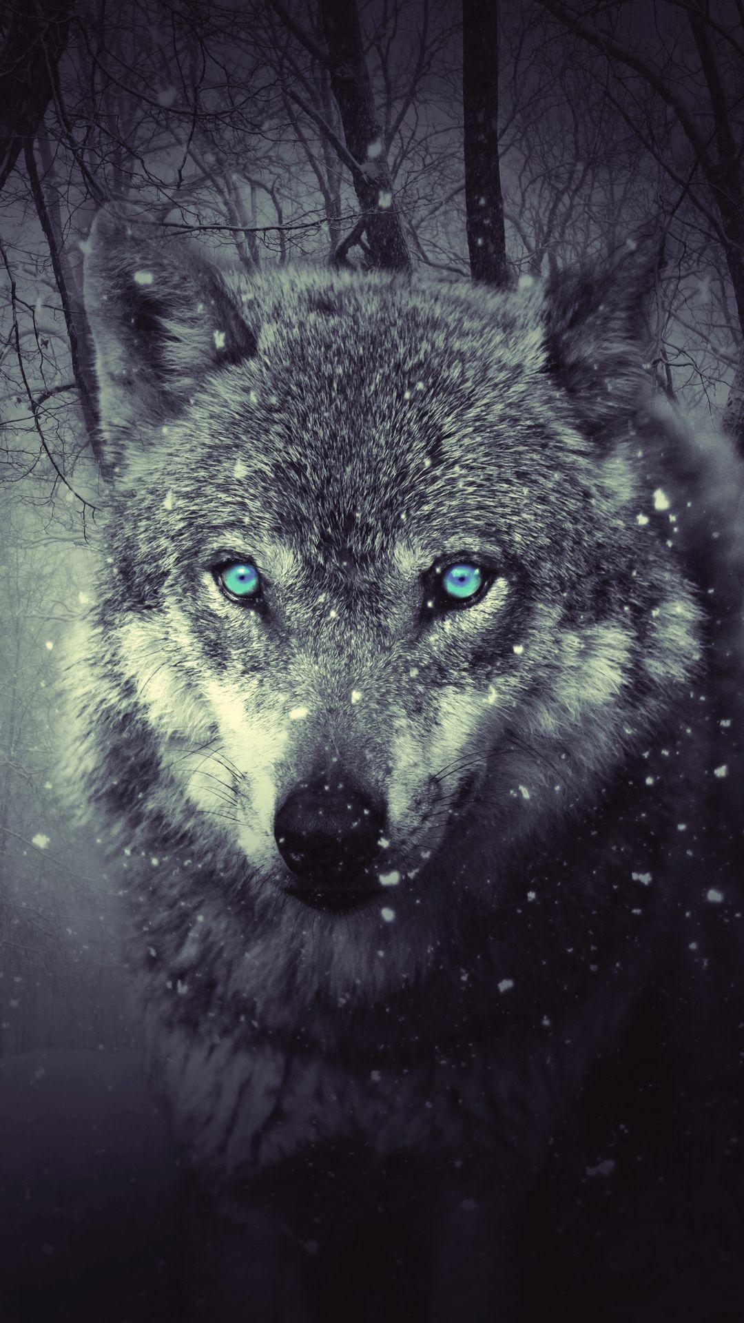 Grey Wolf Wallpapers Top Free Grey Wolf Backgrounds WallpaperAccess