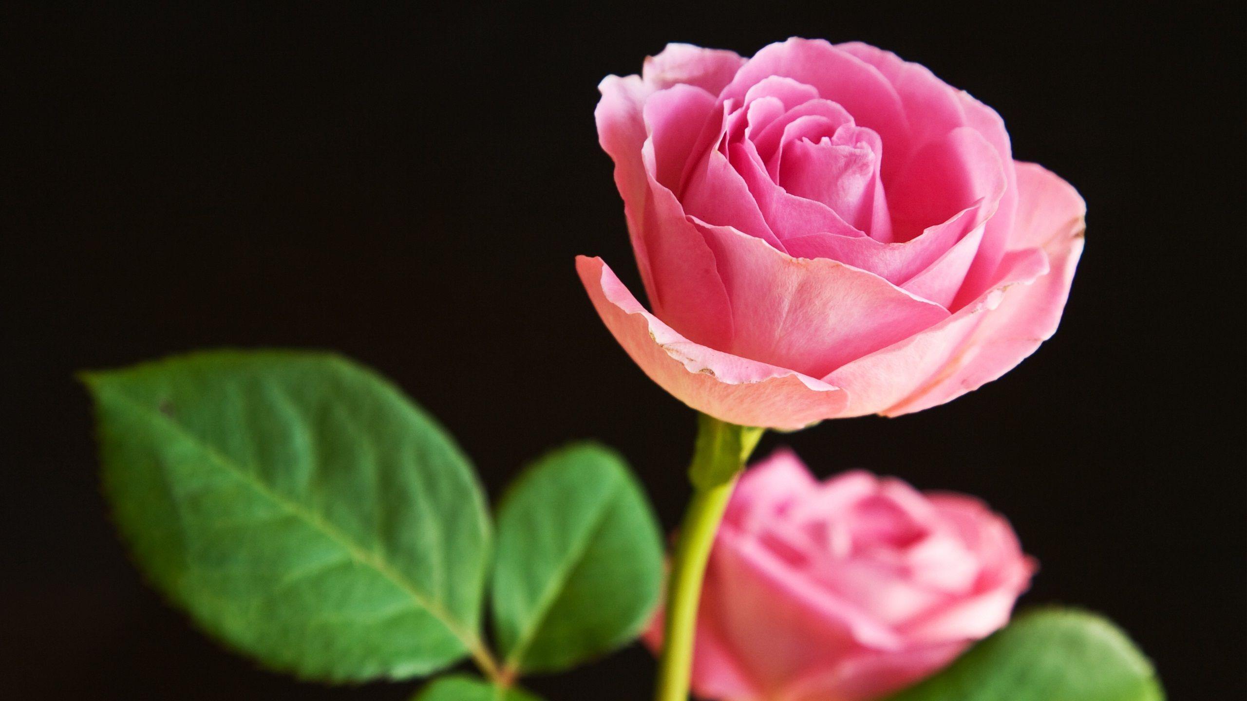 Best of Flowers HD Wallpapers Top Free Best of Flowers HD Backgrounds WallpaperAccess