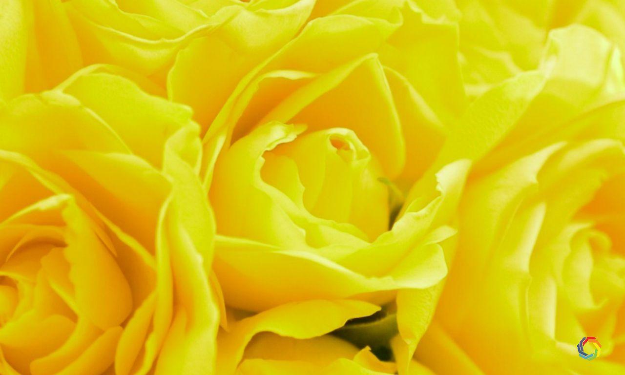 1280X768 Rose Wallpapers Top Free 1280X768 Rose Backgrounds